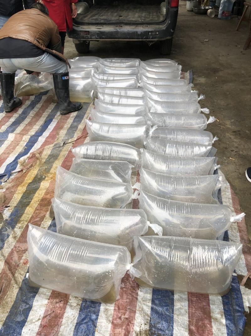 【推荐】精品草鱼水花保证数量诚信经营量大专车直达
