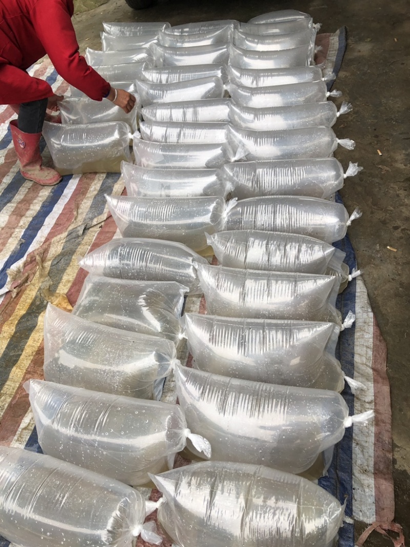 【推荐】精品草鱼水花保证数量诚信经营量大专车直达