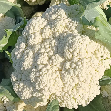 花菜。包菜量大质量稳定农户没有中间商冷库网套什么包装都有