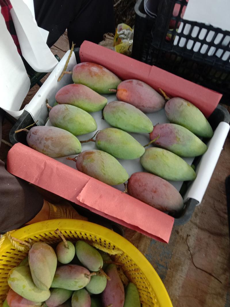 芒果自家果园大量上市欢迎全国各地客商进行采购品质保证