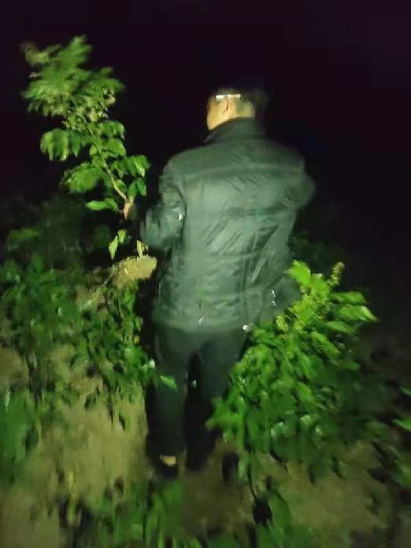 【精选黑黄皮果苗】一手货源产地直发，货源充足欢迎进店选购