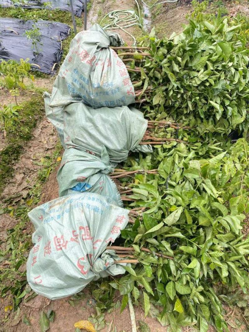【精选黑黄皮果苗】一手货源产地直发，货源充足欢迎进店选购
