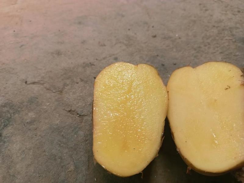 【热销】荷兰十五土豆产地直销火爆上市中欢迎联系