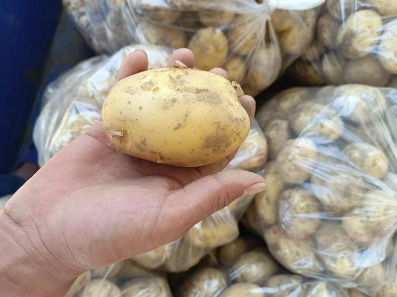 【热销】荷兰十五土豆产地直销火爆上市中欢迎联系