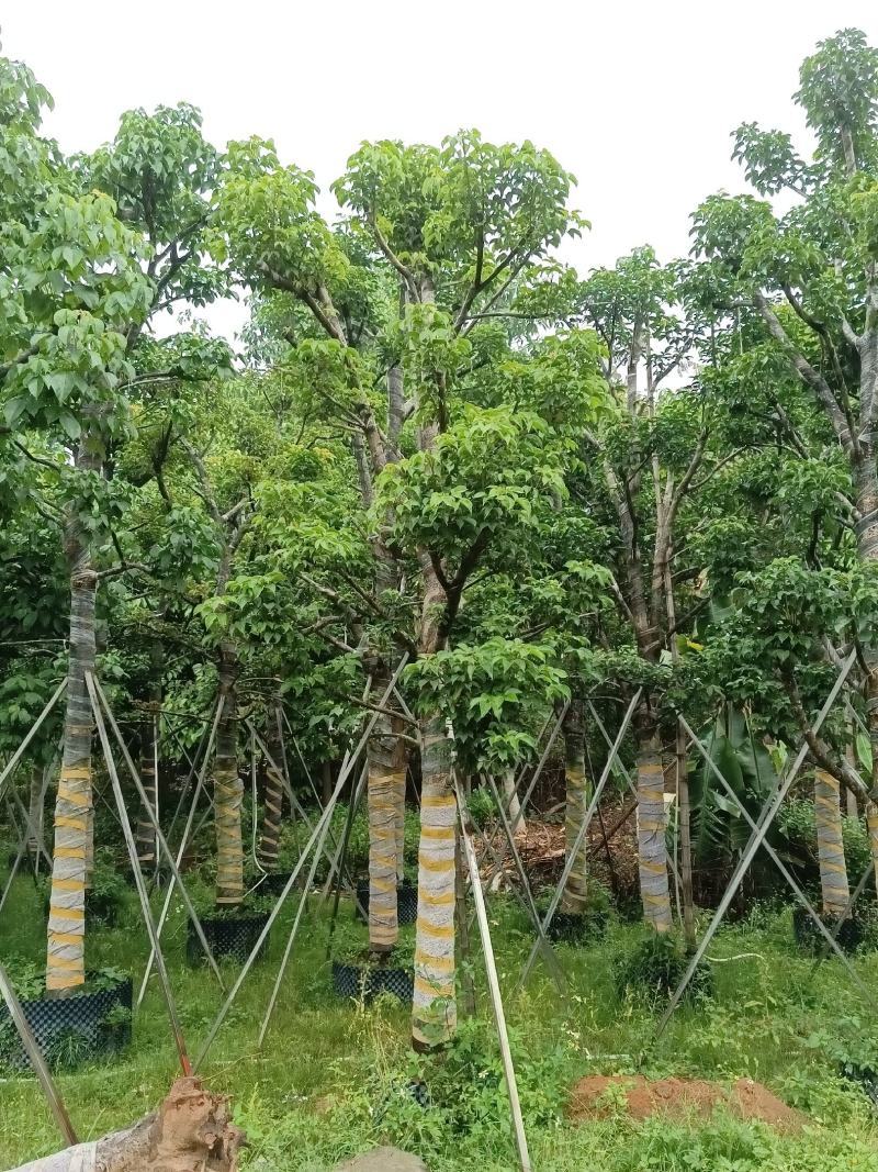 供应：秋枫15-20公分大骨架，价格优惠欢迎来打扰