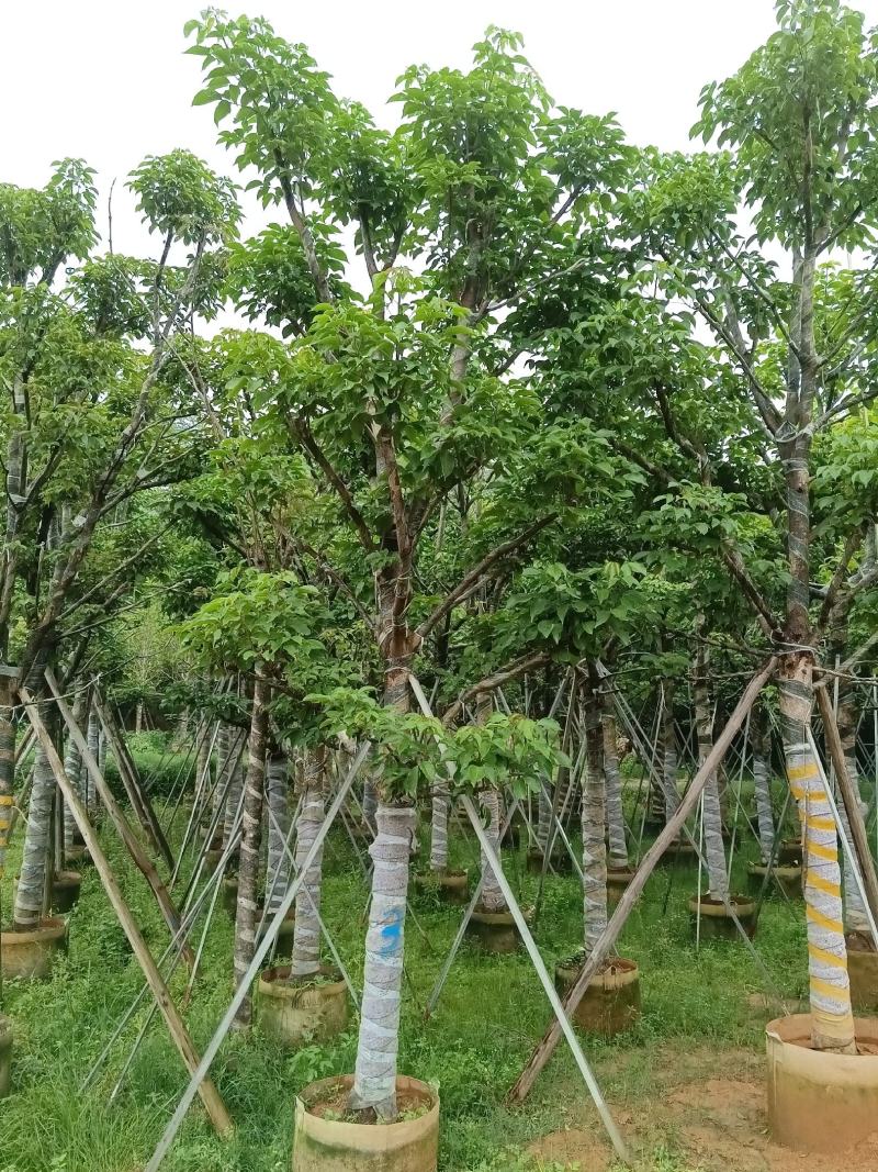 供应：秋枫15-20公分大骨架，价格优惠欢迎来打扰