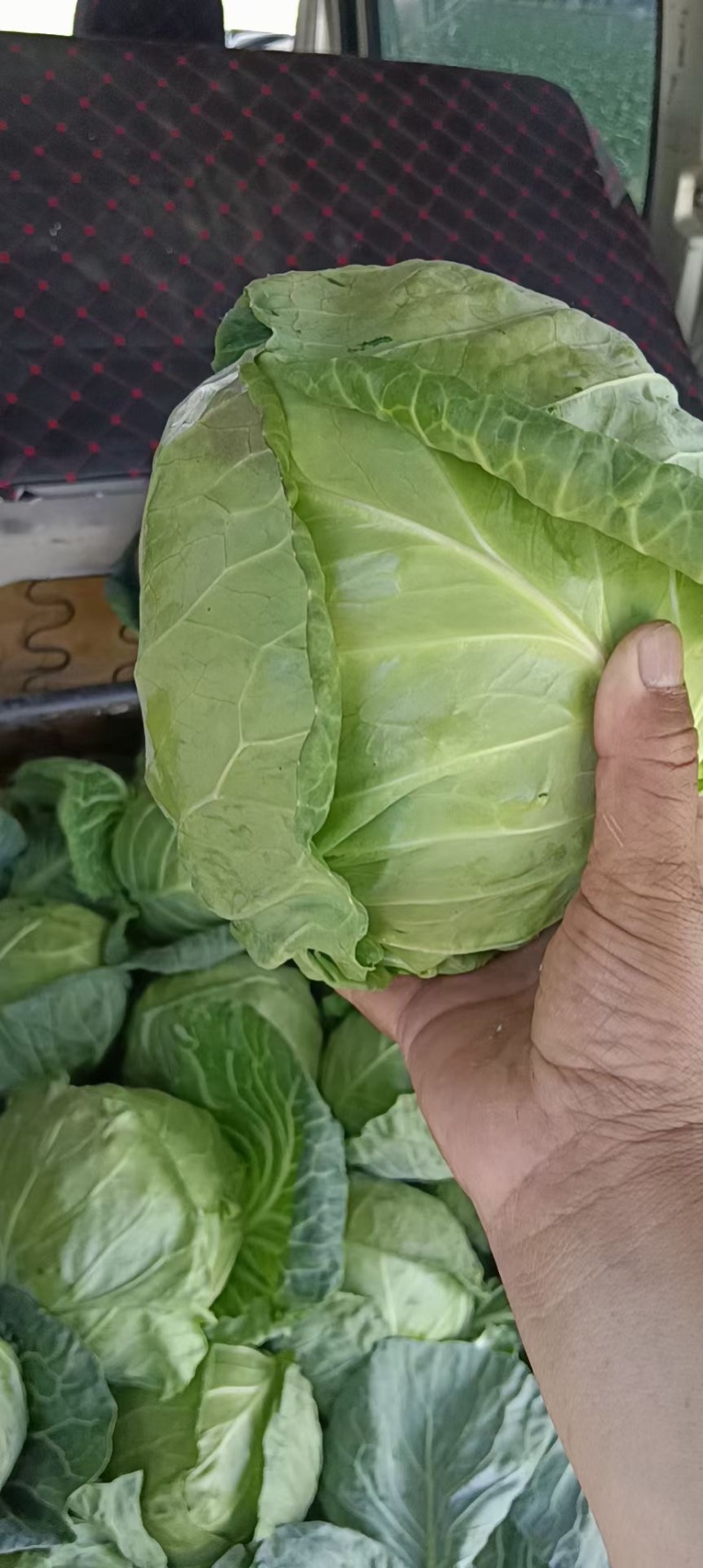 精品小米花精品包菜