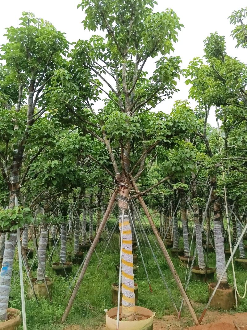 供应：秋枫15-20公分大骨架，价格优惠欢迎来打扰