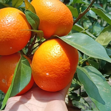 沃柑