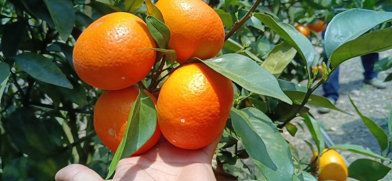 沃柑
