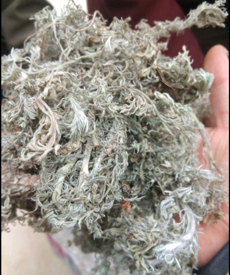 茵陈（前期货）大量出货，量大从优，欢迎采购商前来洽谈合作