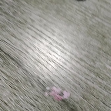 木屑