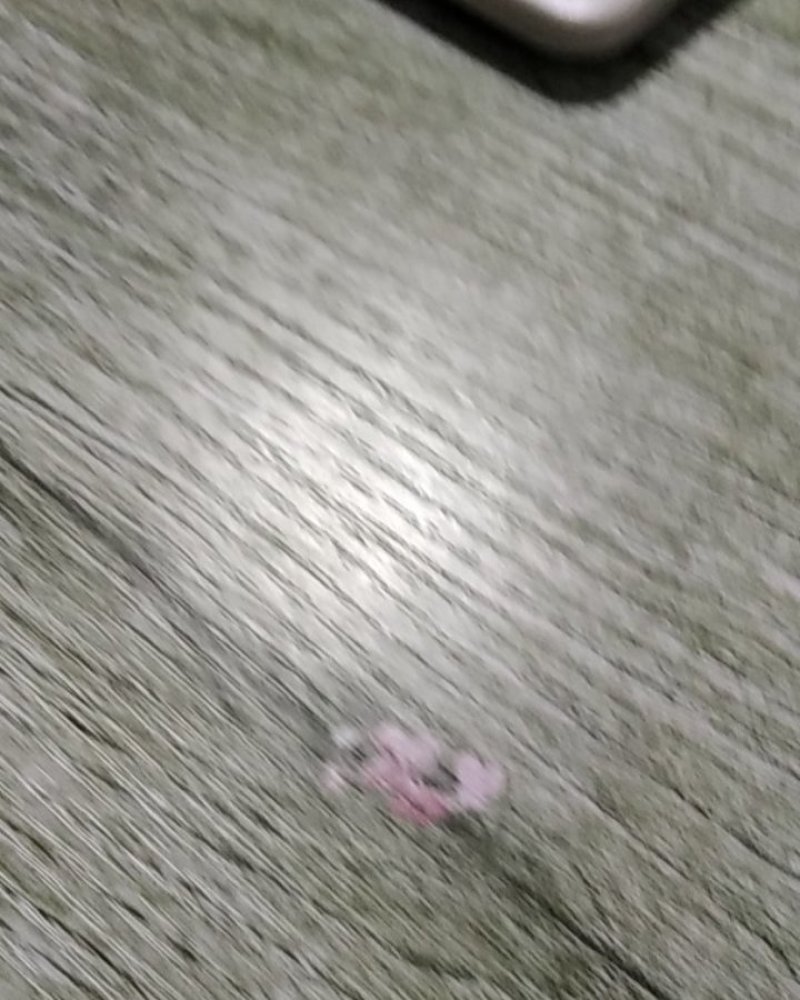 木屑