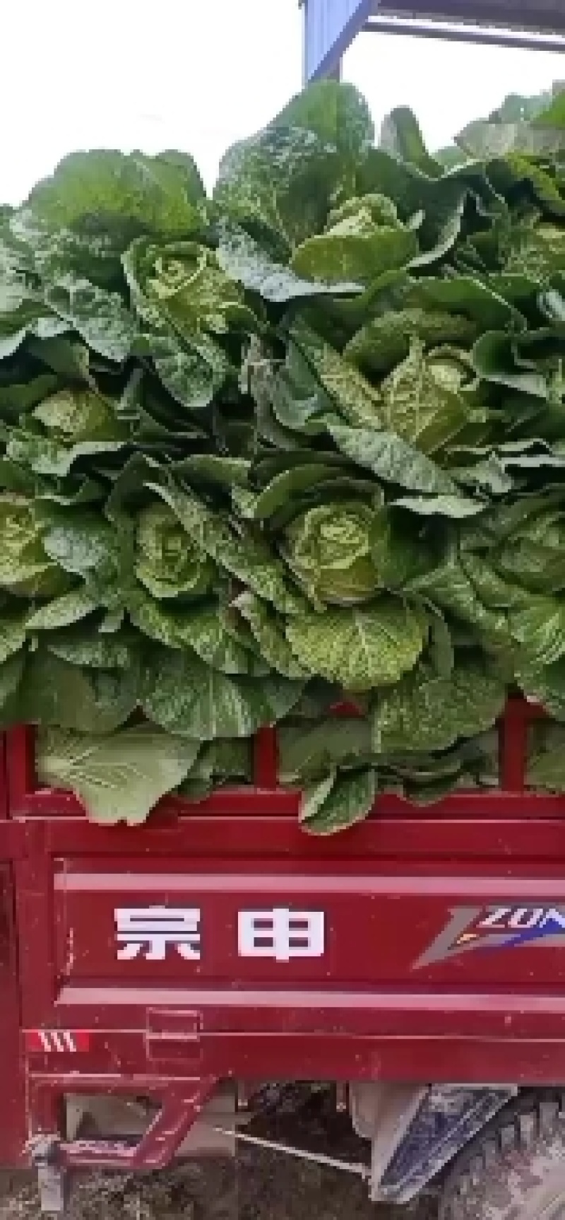 甘肃临洮县黄心大白菜大量上市大小颗都有价格合适需要的联系
