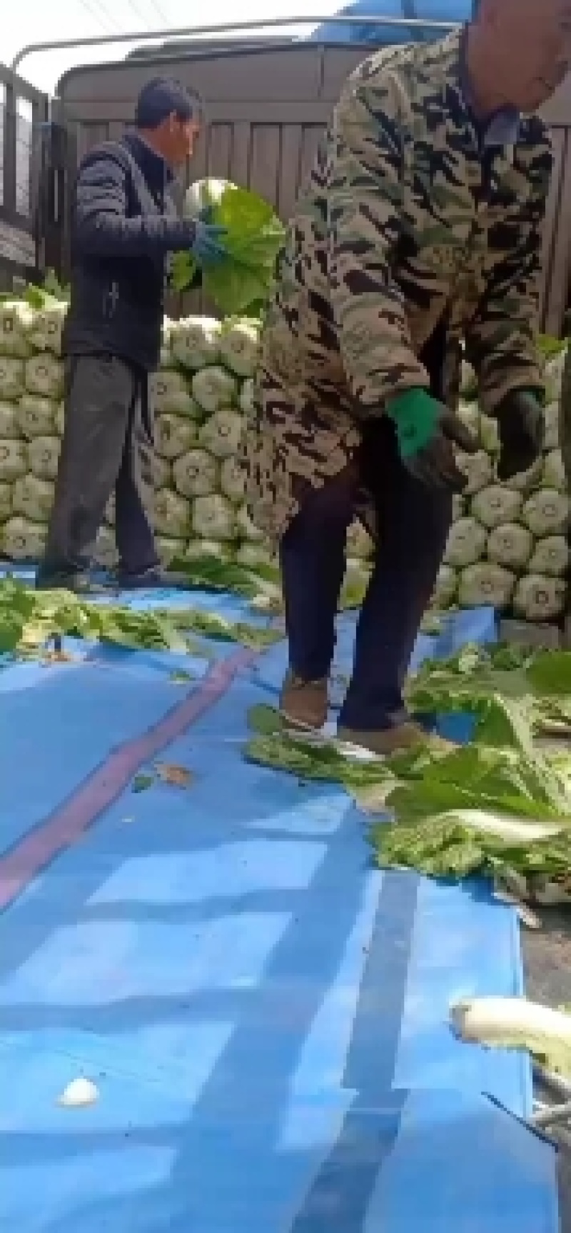 甘肃临洮县黄心大白菜大量上市大小颗都有价格合适需要的联系