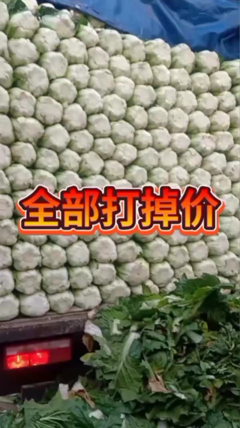 甘肃临洮县黄心大白菜大量上市大小颗都有价格合适需要的联系