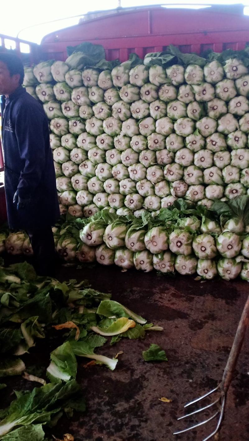 甘肃临洮县黄心大白菜大量上市大小颗都有价格合适需要的联系