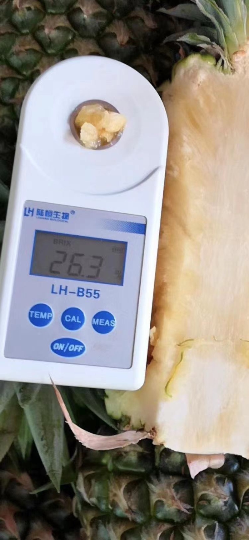 凤梨苗水蜜桃凤梨凤梨苗价格可谈