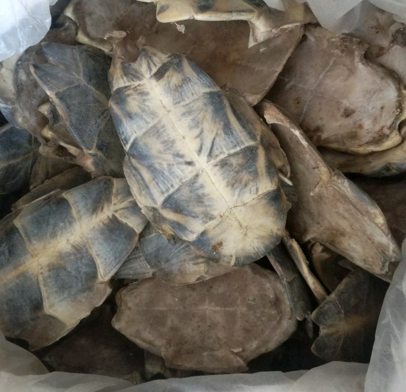 振兴药材批发供应生旱龟板规格齐全产地直供一手货源全国发货