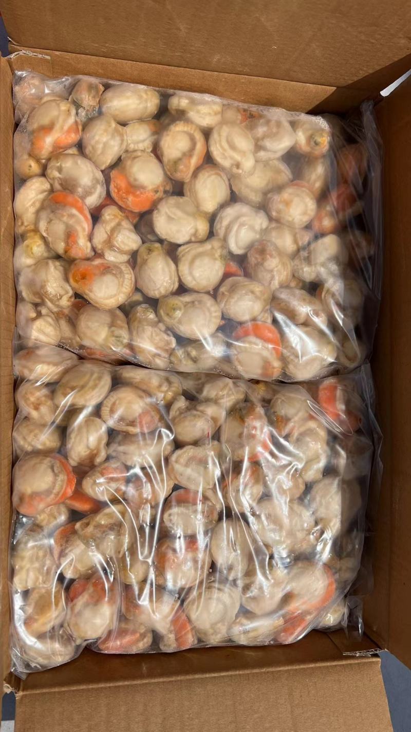工厂直营各种各样的扇贝肉