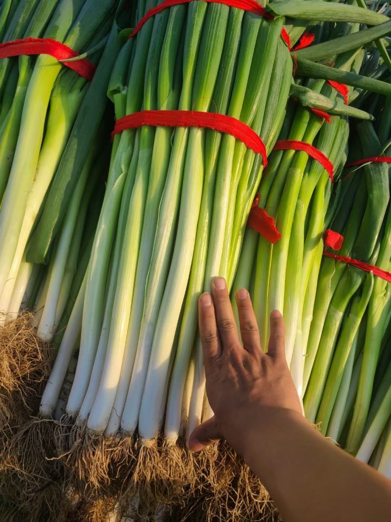 地膜插葱