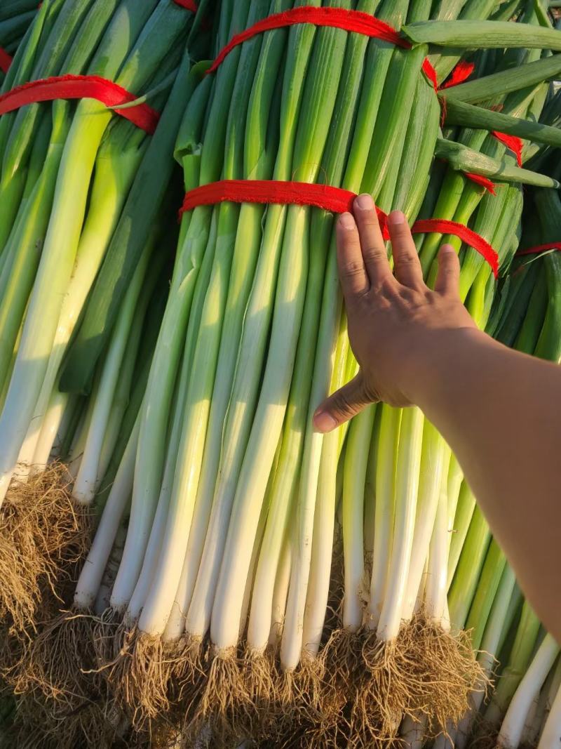 地膜插葱