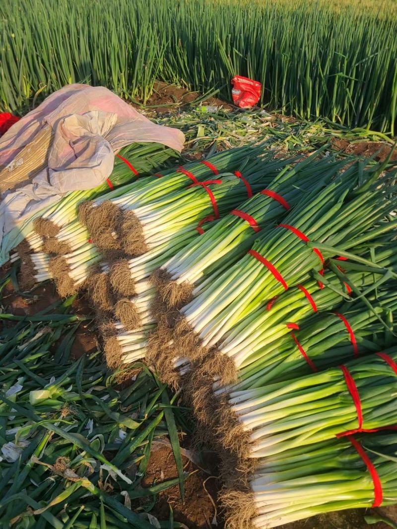 地膜插葱