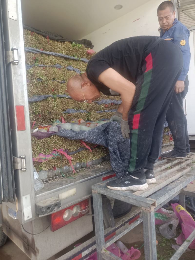 【精品】山西大叶香菜，物美价廉，量大从优，对接大型批发商