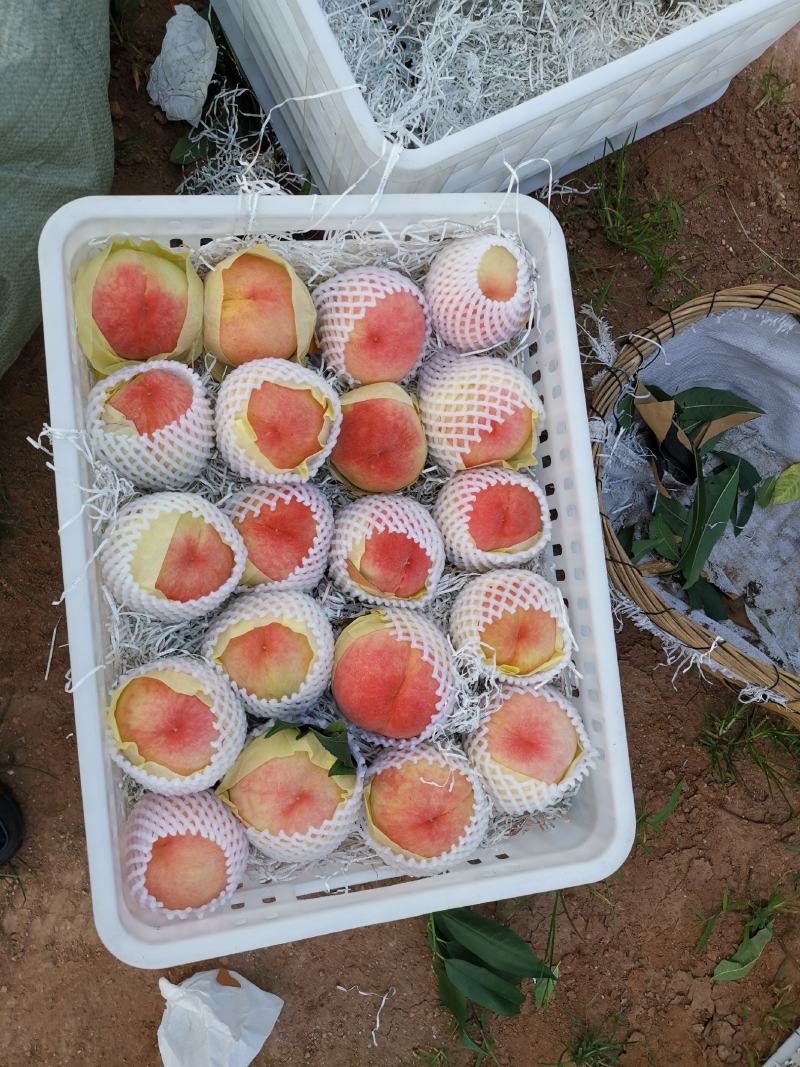 四川龙泉驿水蜜桃香甜可口早中晚熟各个时期都有