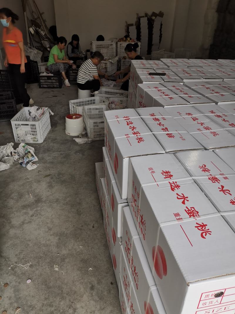 四川龙泉驿水蜜桃香甜可口早中晚熟各个时期都有