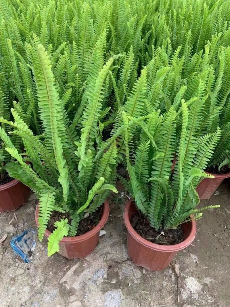 排骨草肾蕨各种规格基地大量现货供应，欢迎各位客户咨询