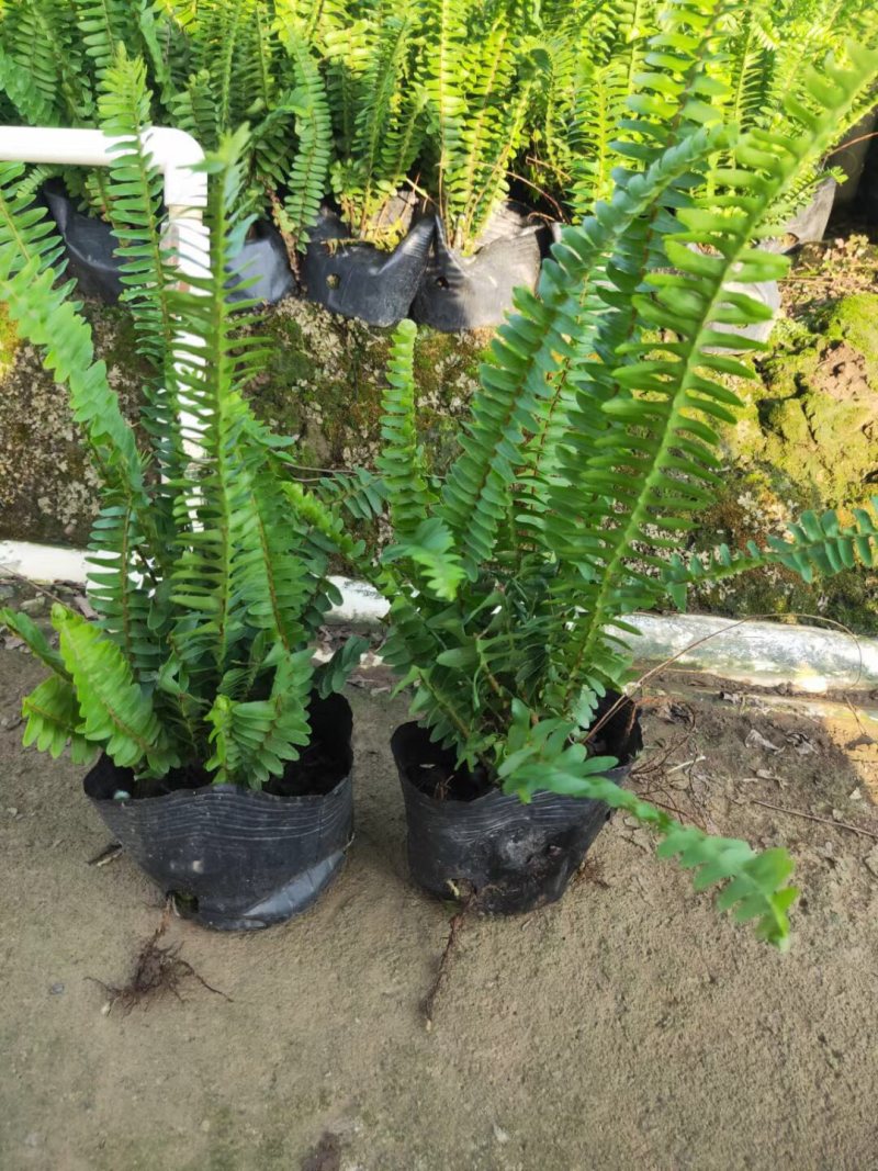 排骨草肾蕨各种规格基地大量现货供应，欢迎各位客户咨询