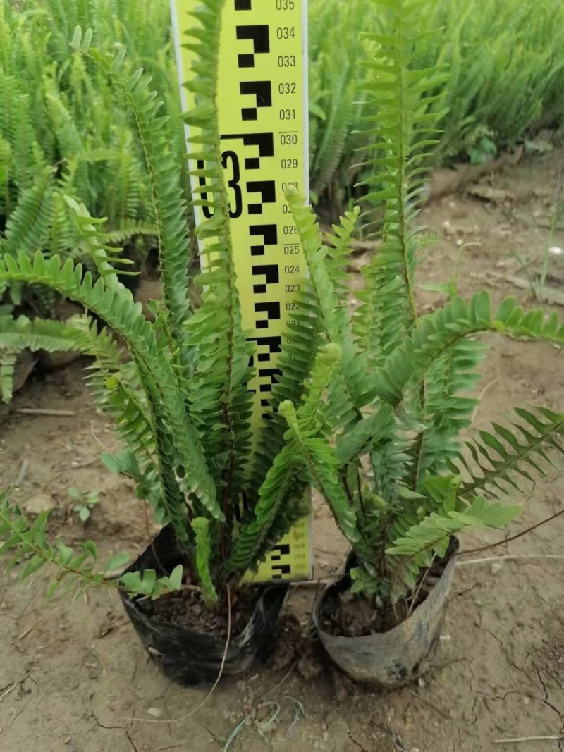 排骨草肾蕨各种规格基地大量现货供应，欢迎各位客户咨询