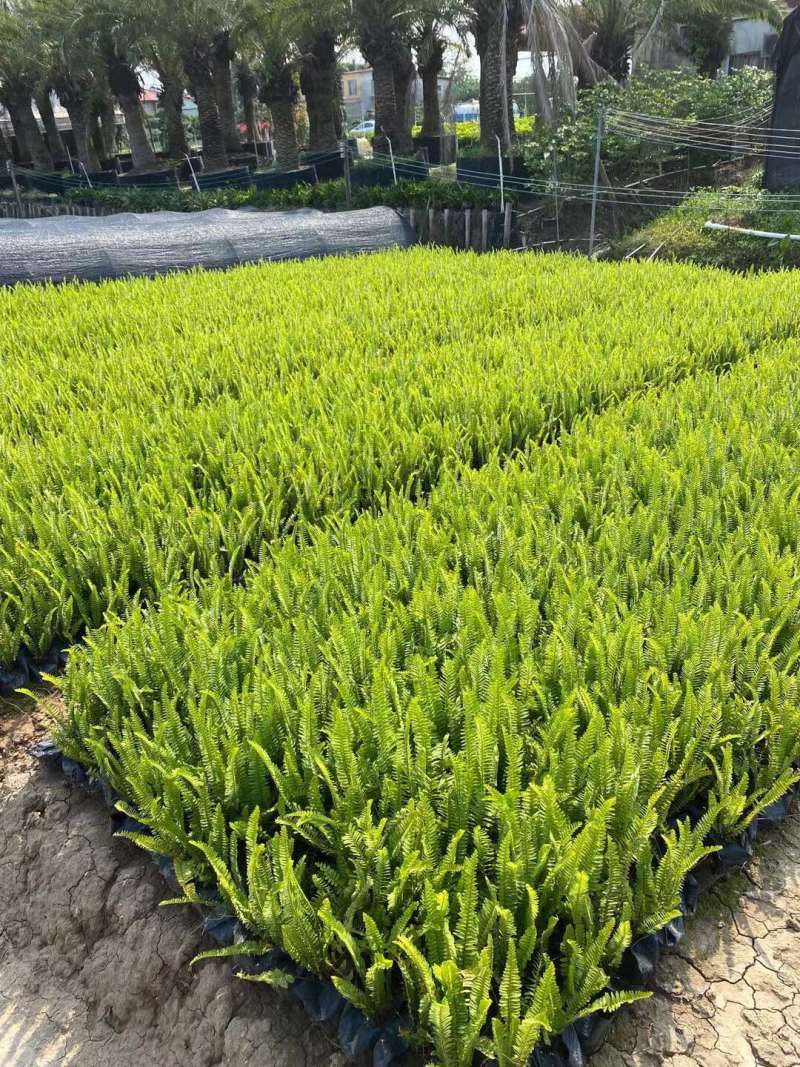排骨草肾蕨各种规格基地大量现货供应，欢迎各位客户咨询