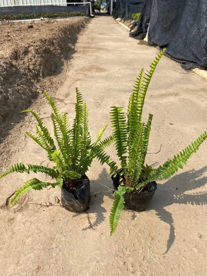 排骨草肾蕨各种规格基地大量现货供应，欢迎各位客户咨询