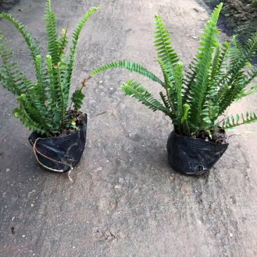 肾厥各种规格基地大量现货供应，欢迎各位客户咨询。
