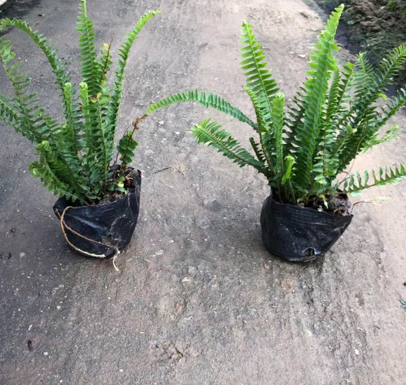 肾厥各种规格基地大量现货供应，欢迎各位客户咨询。