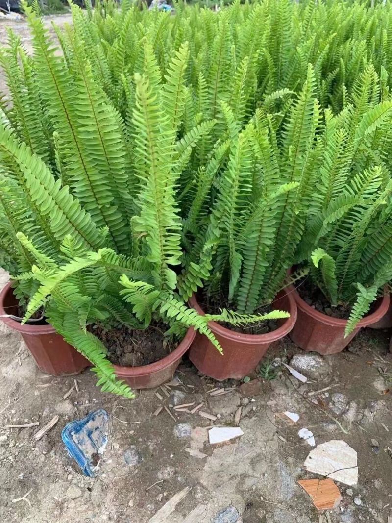 肾厥各种规格基地大量现货供应，欢迎各位客户咨询。