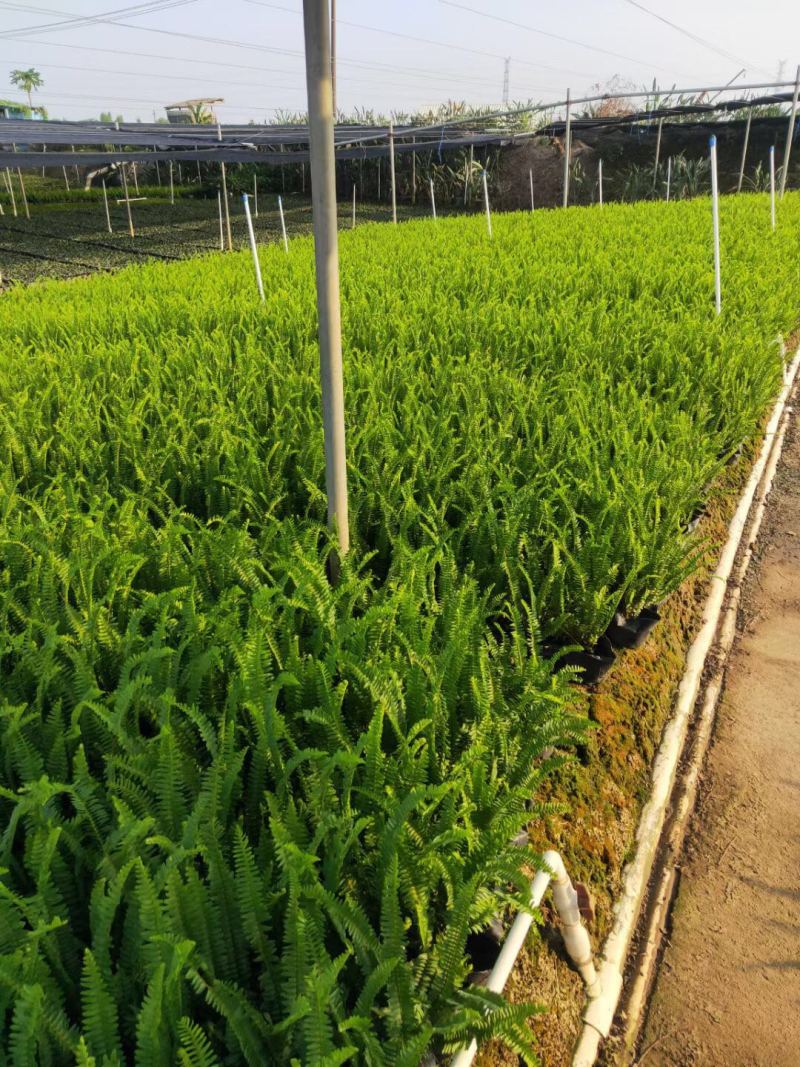 肾厥各种规格基地大量现货供应，欢迎各位客户咨询。