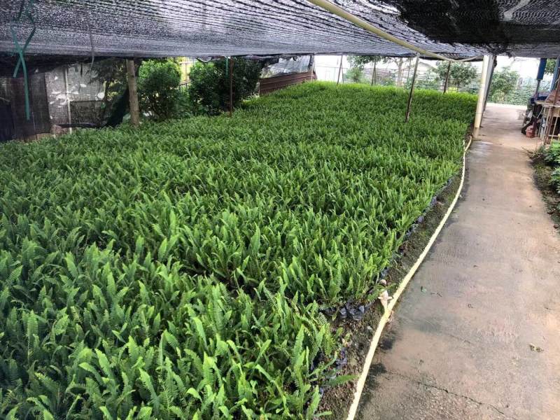肾厥各种规格基地大量现货供应，欢迎各位客户咨询。