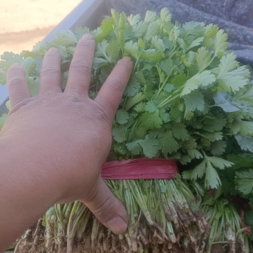 【精品】山西大叶香菜，物美价廉，量大从优，对接大型批发商