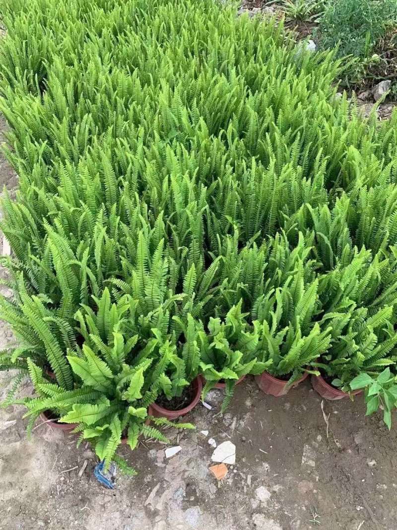 肾厥各种规格基地大量现货供应，欢迎各位客户咨询。