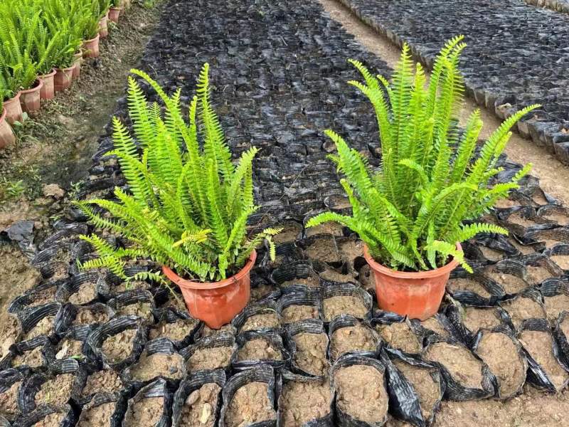 肾厥各种规格基地大量现货供应，欢迎各位客户咨询。
