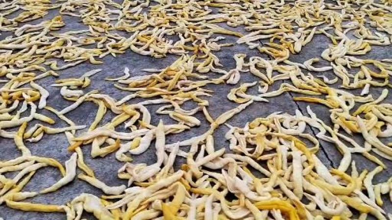 广西博白特产黄瓜皮脆爽当季蔬菜开胃纯手工新鲜腌制瓜淡盐