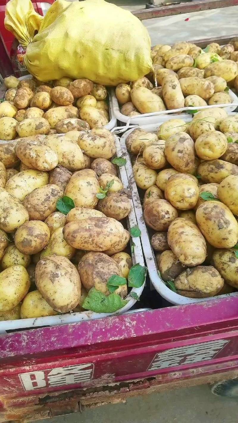 精品黄心土豆大量上市现挖现发对接商超档口欢迎来电