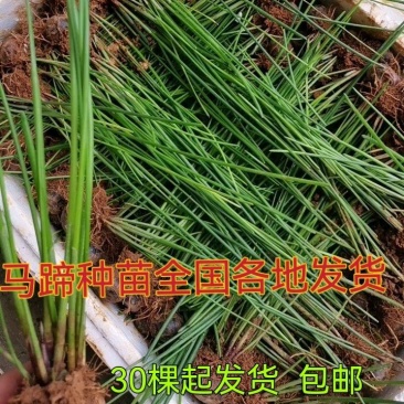 荸荠种苗荔浦马蹄桂蹄二三号组培苗一、二代苗