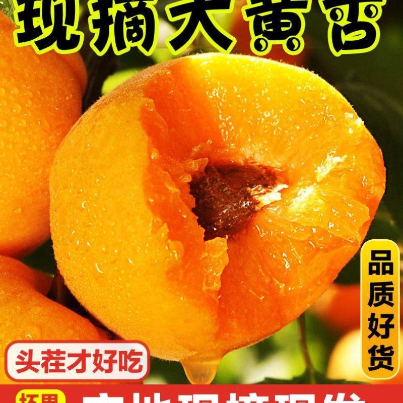 新鲜陕西金太阳大黄杏子当季应季孕妇水果整箱批发6斤包邮
