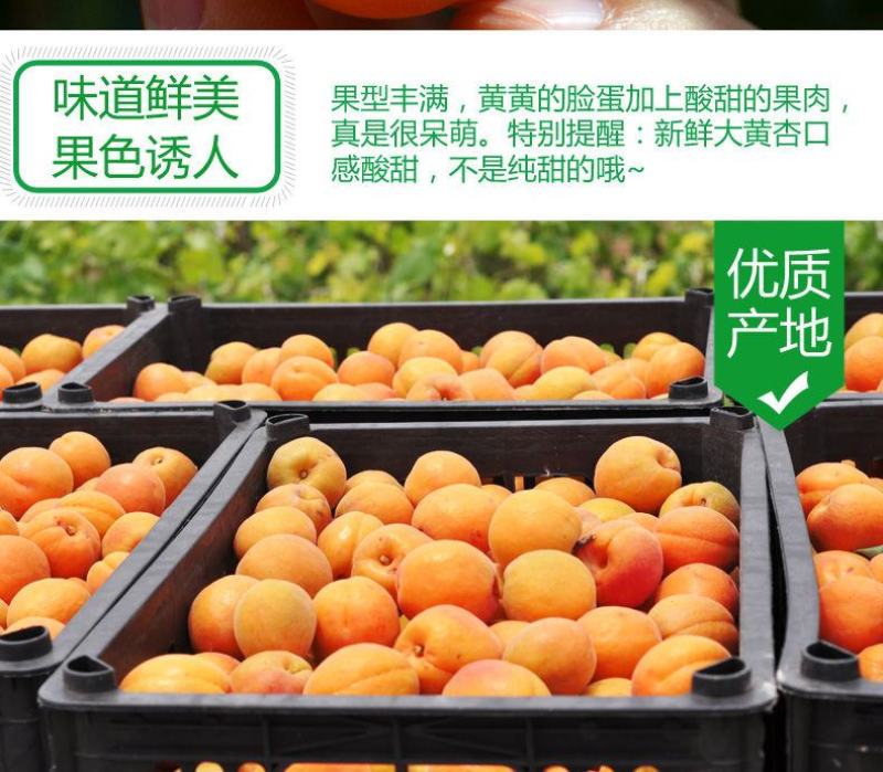 新鲜陕西金太阳大黄杏子当季应季孕妇水果整箱批发6斤包邮