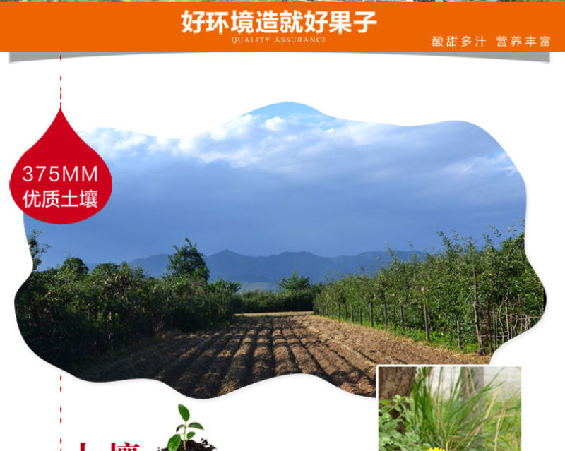 新鲜陕西金太阳大黄杏子当季应季孕妇水果整箱批发6斤包邮