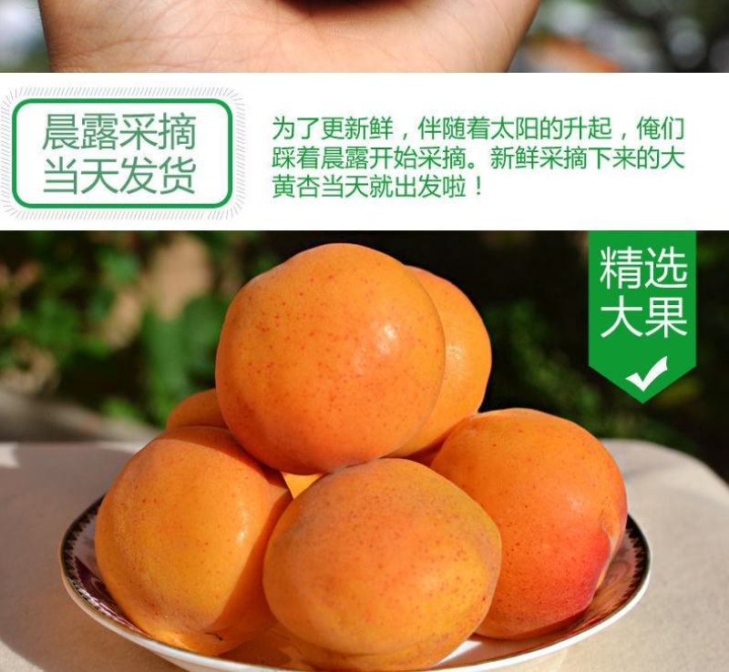 新鲜陕西金太阳大黄杏子当季应季孕妇水果整箱批发6斤包邮
